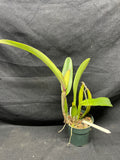 C. trianaei atropurpurea schusteriana Original Division Select Species Cattleya Orchid Plant Div #2