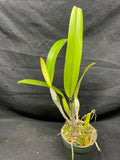 C. trianaei s/a `Supreme' Original Division Select Species Cattleya Orchid Plant Div #1