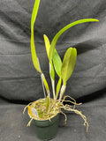 C. trianaei s/a `Supreme' Original Division Select Species Cattleya Orchid Plant Div #1
