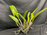 C. trianaei `Mendenhall' AM/AOS Original Division Select Species Cattleya Orchid Plant Div #2