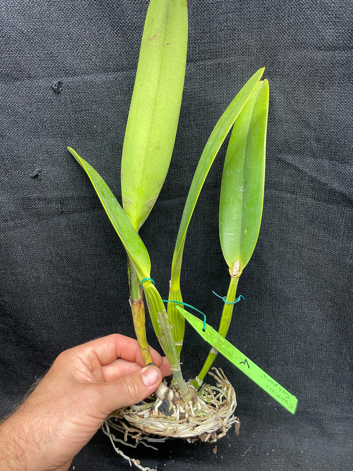 C. wallisii (eldorado) s/a flamea `Caapora&
