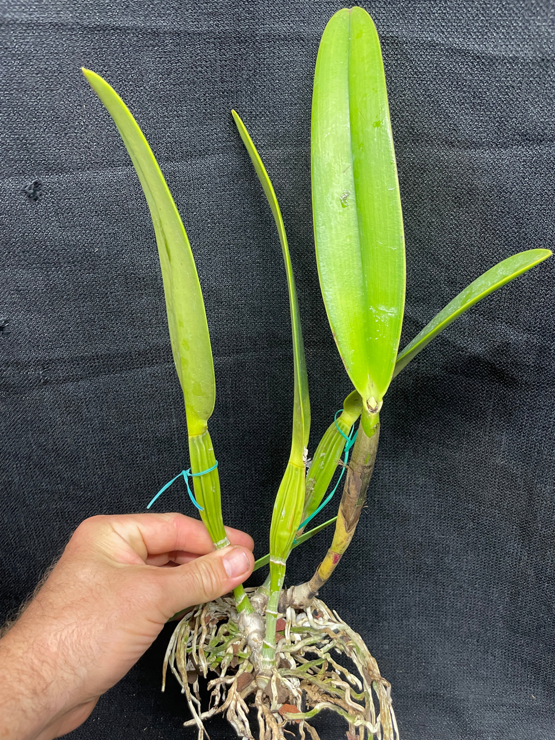 C. wallisii (eldorado) s/a flamea `Caapora&