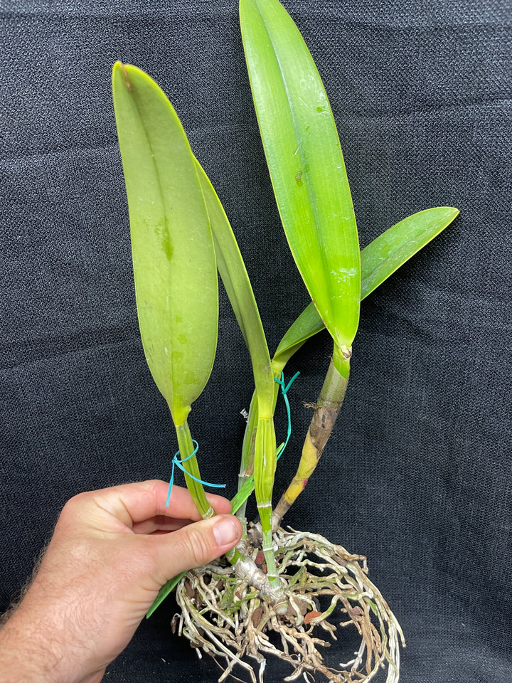 C. wallisii (eldorado) s/a flamea `Caapora&