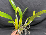 C. trianaei `Mendenhall' AM/AOS Original Division Select Species Cattleya Orchid Plant Div #2