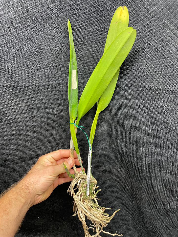 L. purpurata sanguinea `Hot Nights&