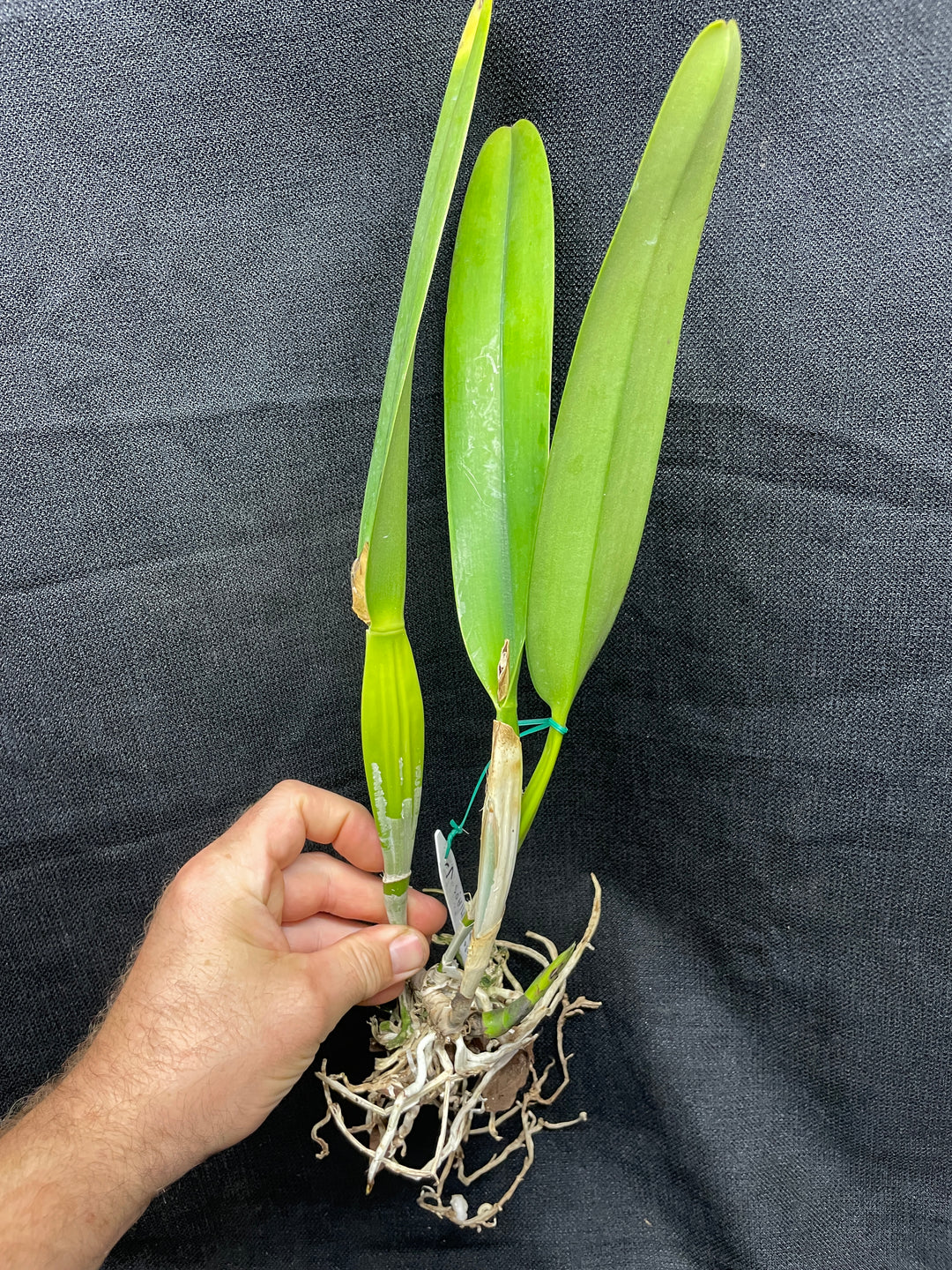 L. purpurata sanguinea `Hot Nights&