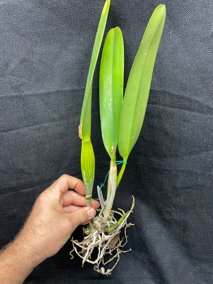L. purpurata sanguinea `Hot Nights&