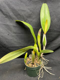 C. trianaei `Superba' Original Division Select Species Cattleya Orchid Plant Div #1