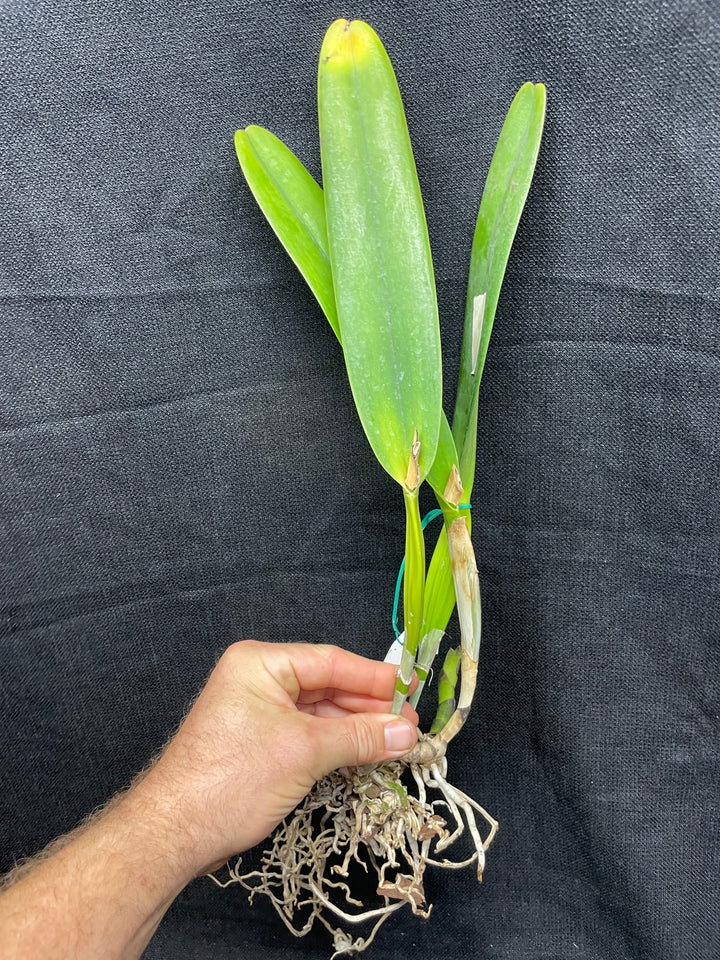 L. purpurata sanguinea `Hot Nights&