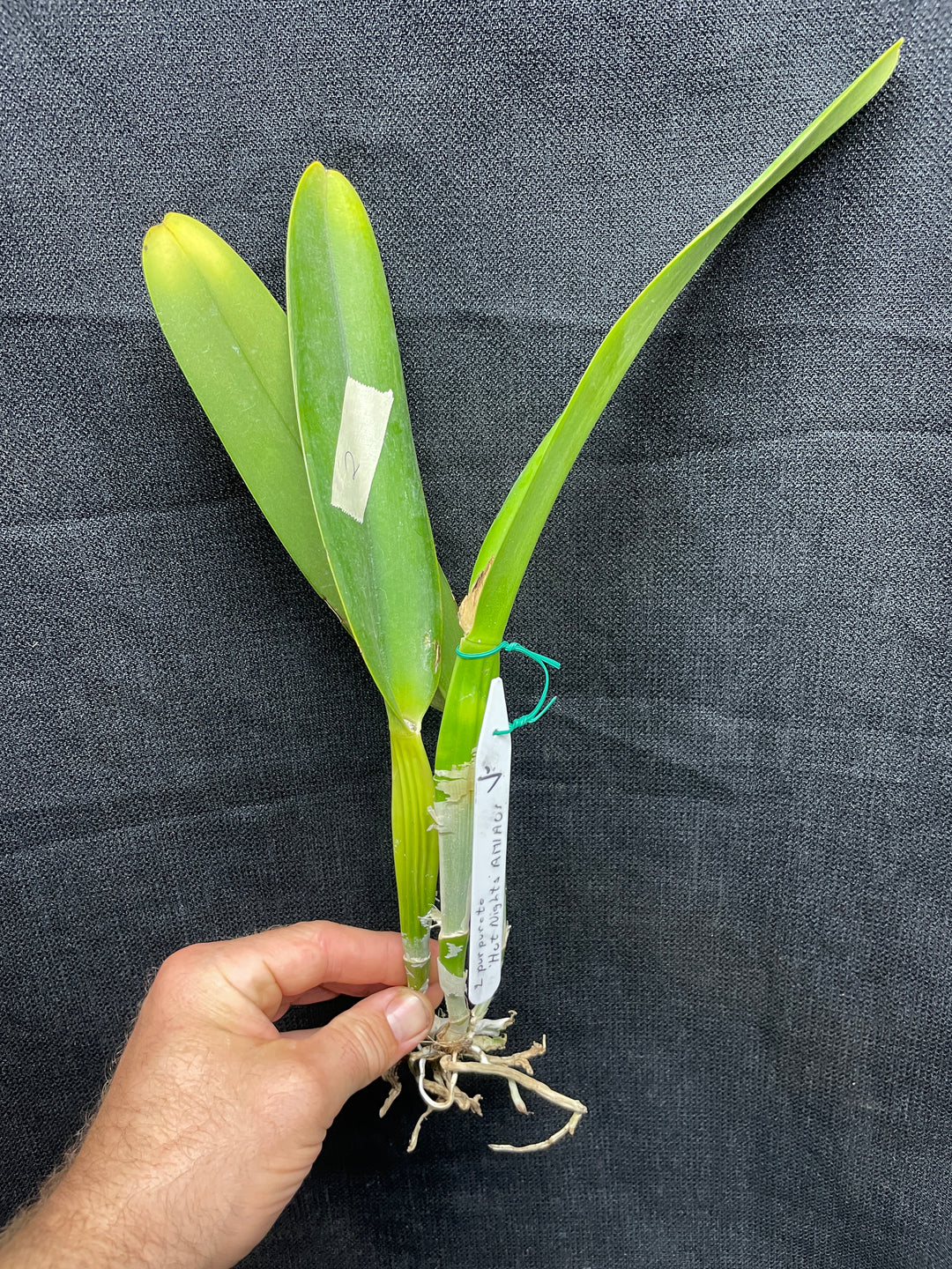 L. purpurata sanguinea `Hot Nights&