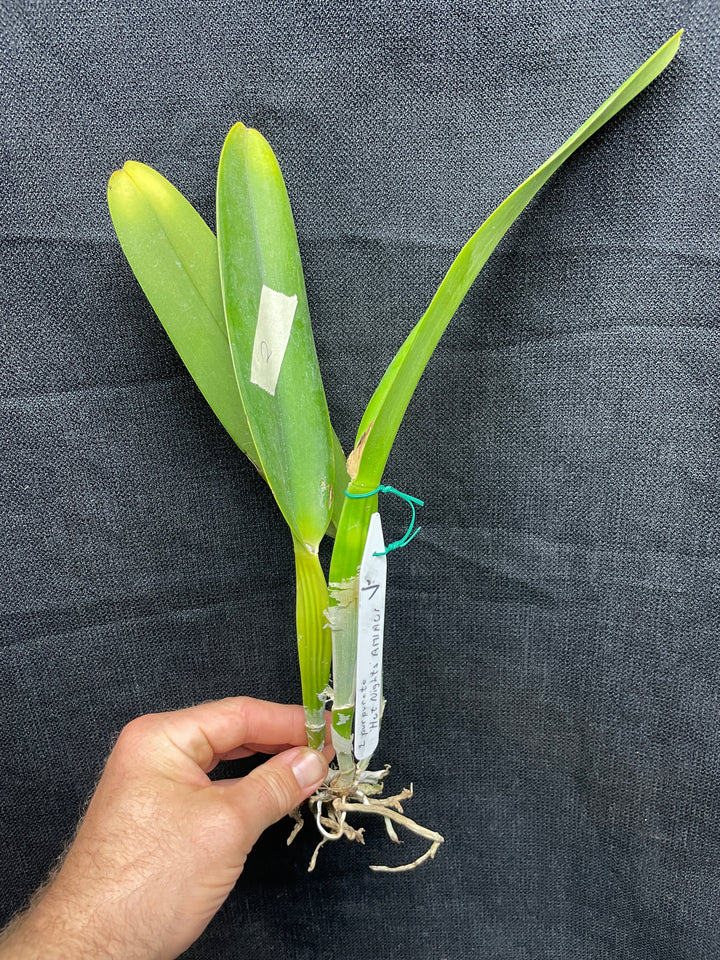 L. purpurata sanguinea `Hot Nights&
