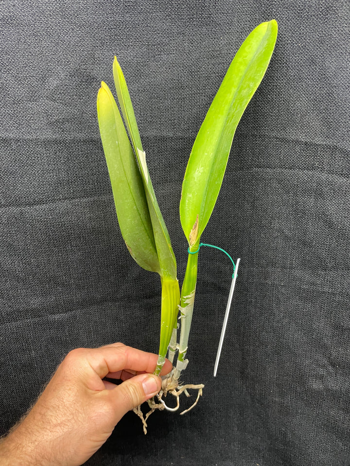 L. purpurata sanguinea `Hot Nights&