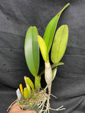 C. trianaei `Superba' Original Division Select Species Cattleya Orchid Plant Div #2