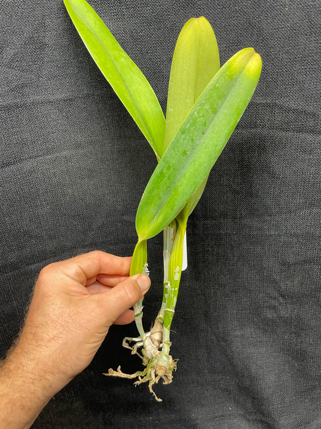 L. purpurata sanguinea `Hot Nights&