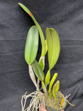 C. trianaei `Superba' Original Division Select Species Cattleya Orchid Plant Div #2