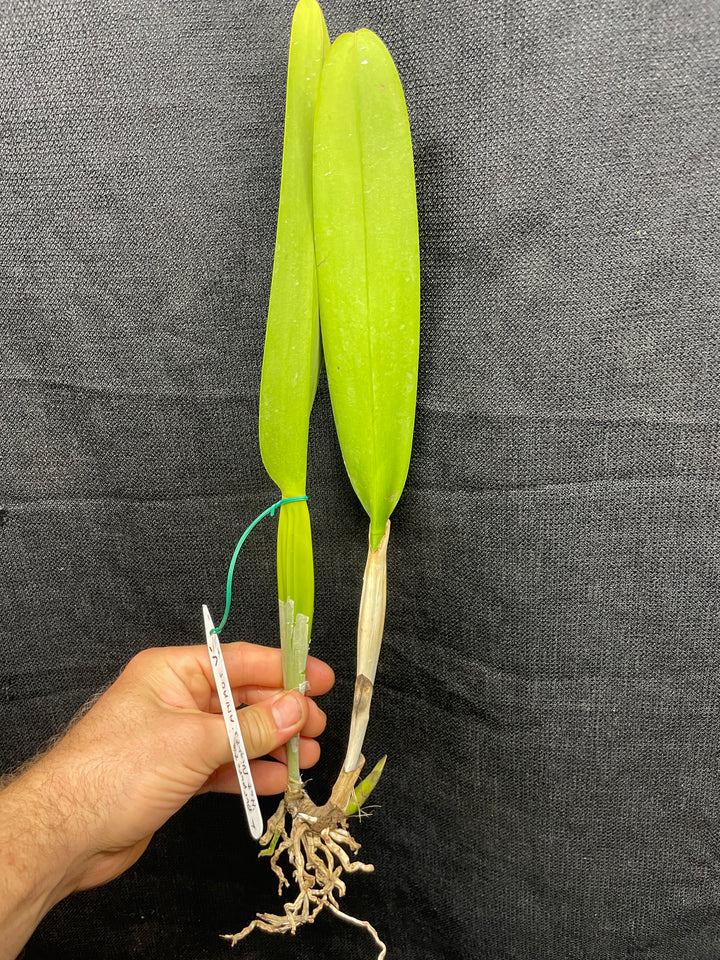 L. purpurata sanguinea `Hot Nights&