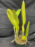 C. trianaei `Superba' Original Division Select Species Cattleya Orchid Plant Div #3