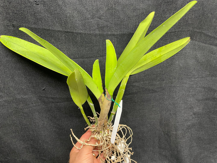 C. mossiae alba `Kathleen&