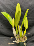 C. trianaei `Superba' Original Division Select Species Cattleya Orchid Plant Div #3