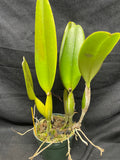 C. trianaei `Superba' Original Division Select Species Cattleya Orchid Plant Div #3