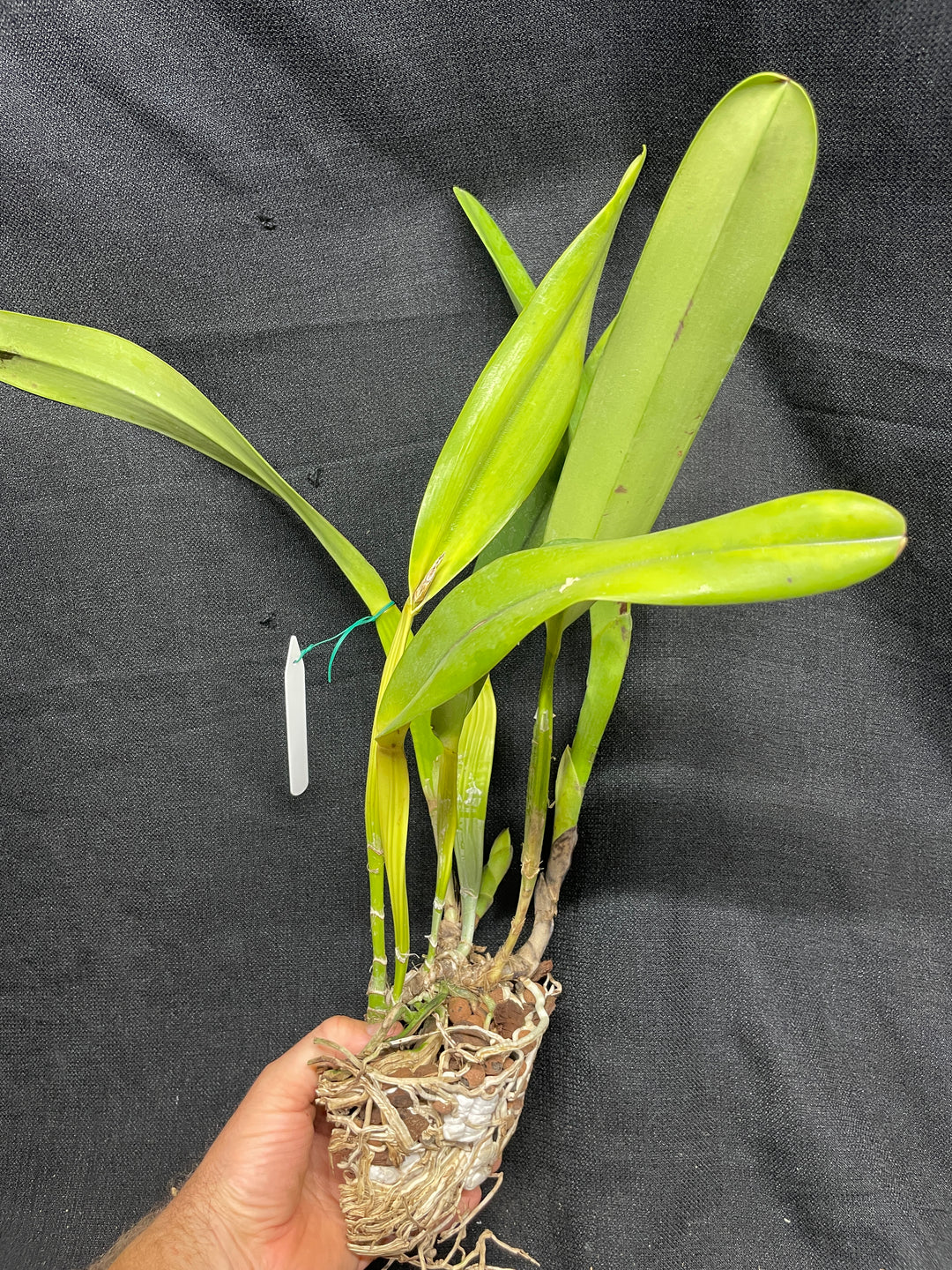 L. crispa `Kathleen&