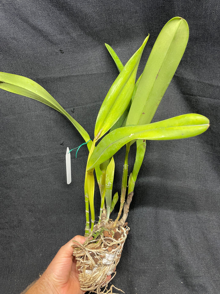L. crispa `Kathleen&