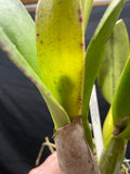 C. trianaei `Superba' Original Division Select Species Cattleya Orchid Plant Div #3