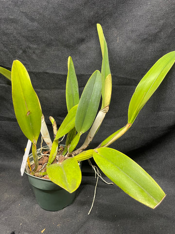 C. trianaei concolor `10521' Original Division Select Species Cattleya Orchid Plant Div #1