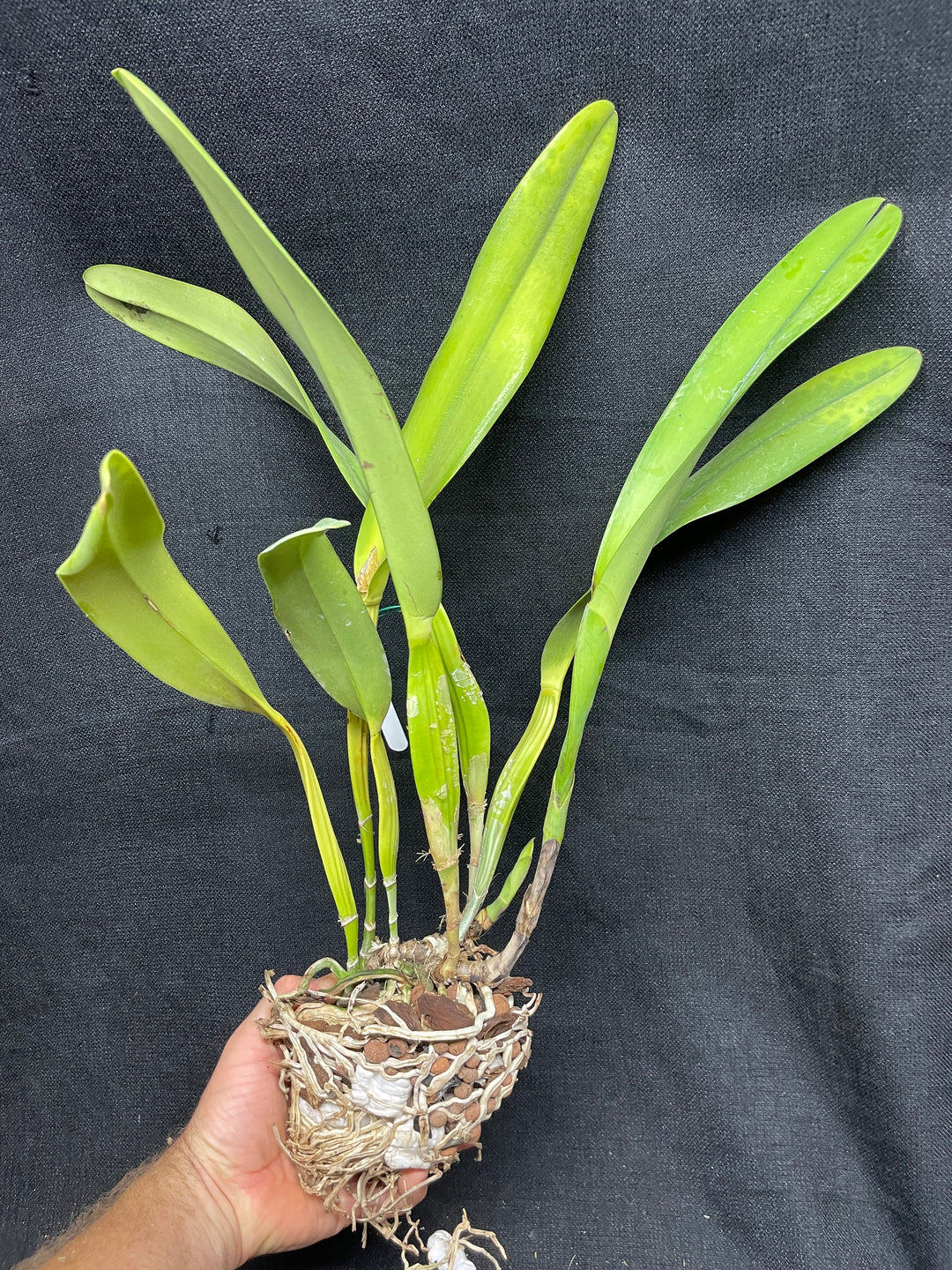L. crispa `Kathleen&