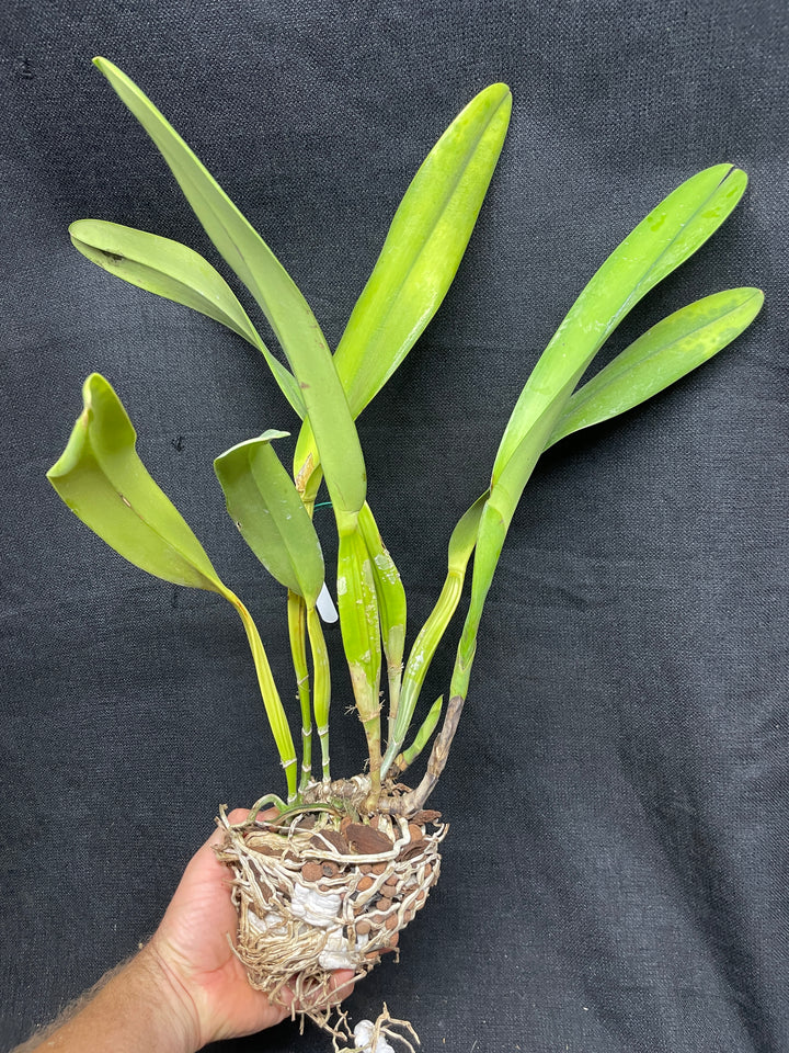 L. crispa `Kathleen&