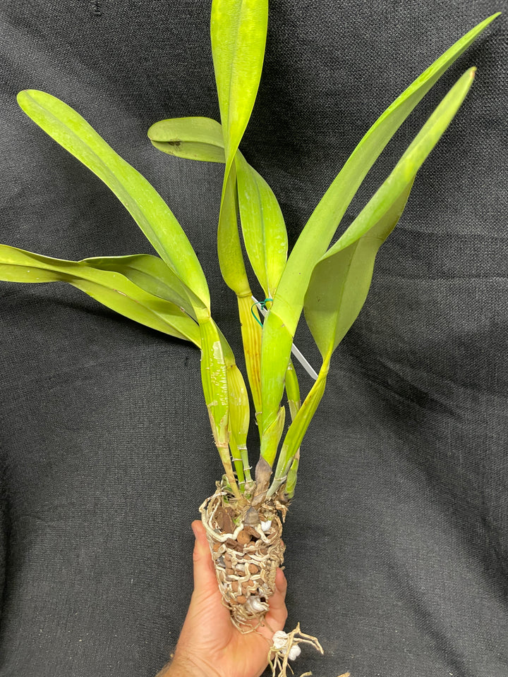 L. crispa `Kathleen&