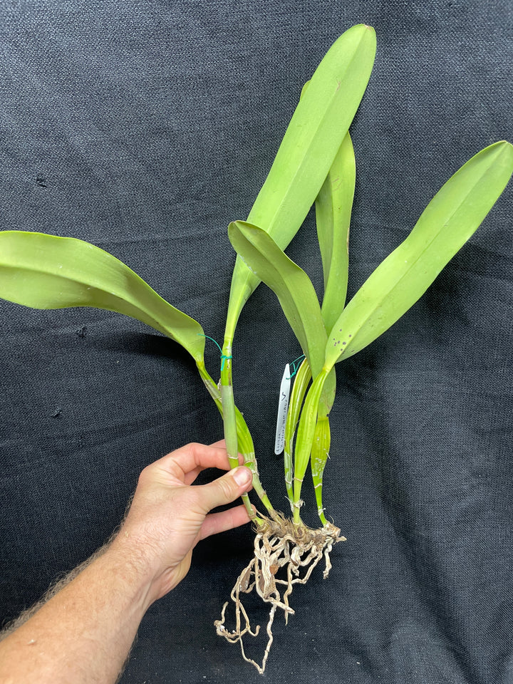 L. crispa `Kathleen&