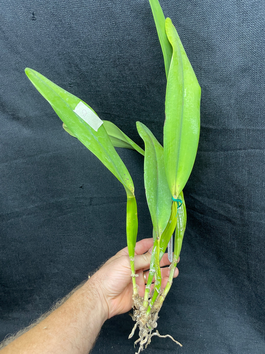L. crispa `Kathleen&