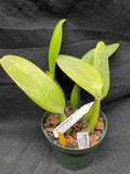 C. trianaei var. coerulea `Kathleen' HCC/AOS Original Division #1 Select Species Cattleya Orchid Plant