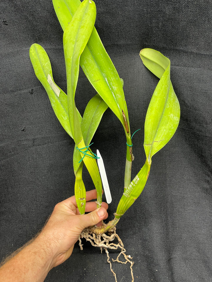 L. crispa `Kathleen&