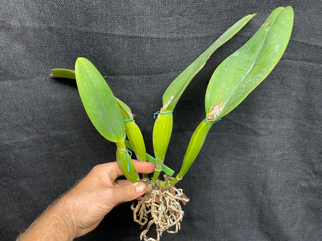 C. warneri var. coerulea `Do Suzuki&