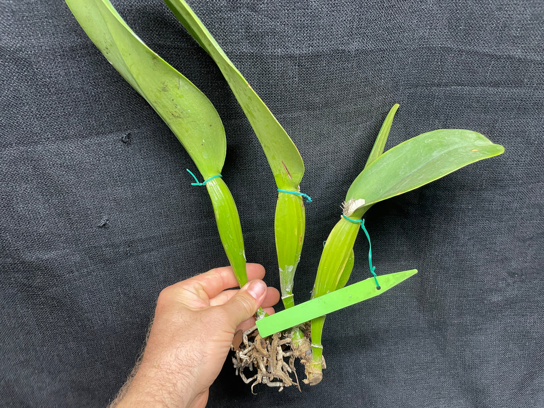 C. warneri var. coerulea `Do Suzuki&