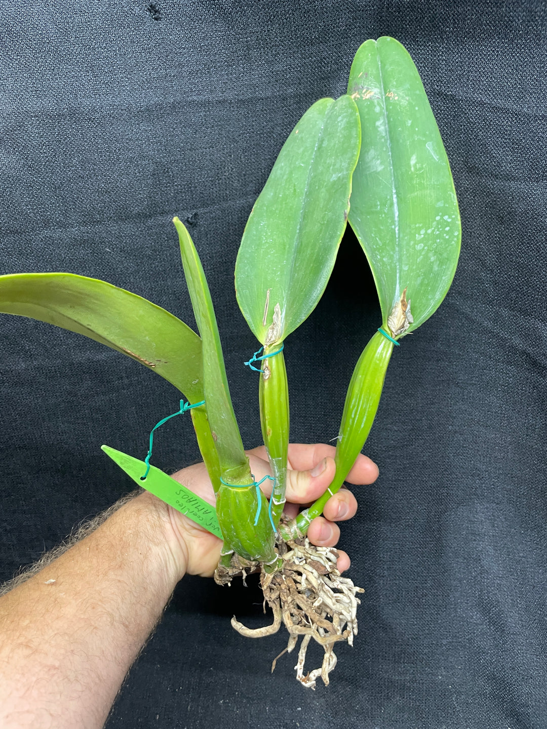 C. warneri var. coerulea `Do Suzuki&