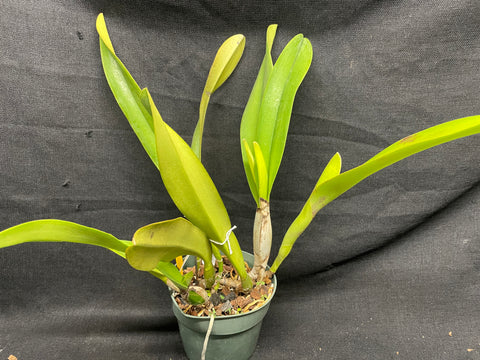 C. trianaei concolor `Alpha Orchids' Original Division Select Species Cattleya Orchid Plant Div #1