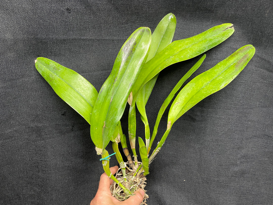 L. tenebrosa `Maria Fumacea&