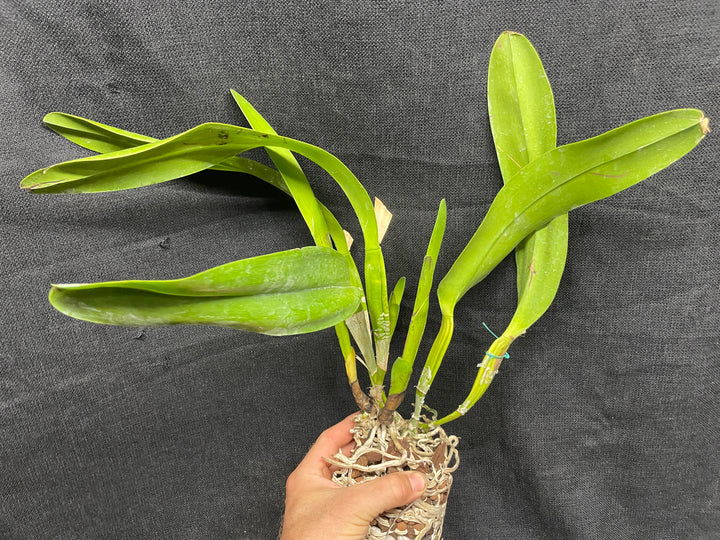 L. tenebrosa `Maria Fumacea&