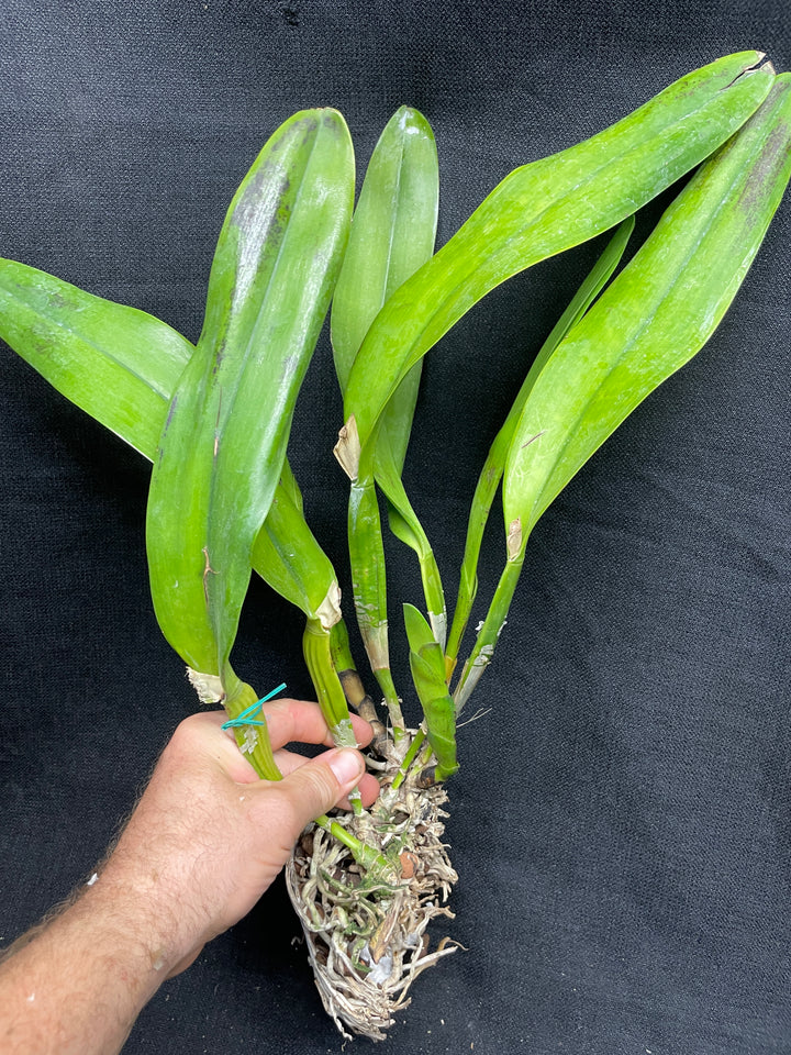 L. tenebrosa `Maria Fumacea&