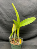 C. trianaei `Thelia' Original Division Select Species Cattleya Orchid Plant Div #1