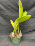 C. trianaei `Thelia' Original Division Select Species Cattleya Orchid Plant Div #1