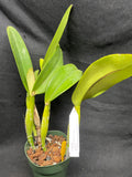 C. trianaei `Trem de Pantanal' Original Division Select Species Cattleya Orchid Plant Div #1