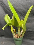 C. trianaei `Trem de Pantanal' Original Division Select Species Cattleya Orchid Plant Div #1