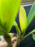 C. trianaei `Trem de Pantanal' Original Division Select Species Cattleya Orchid Plant Div #1