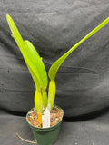 C. trianaei `Red Lips' Original Division Select Species Cattleya Orchid Plant Div #1
