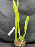 C. trianaei `Polyhymnia' Original Division Select Species Cattleya Orchid Plant Div #1