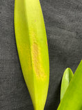 C. trianaei `Polyhymnia' Original Division Select Species Cattleya Orchid Plant Div #1